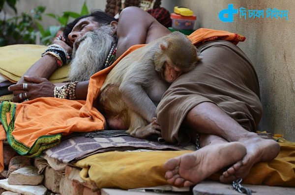 monkeys in India-2