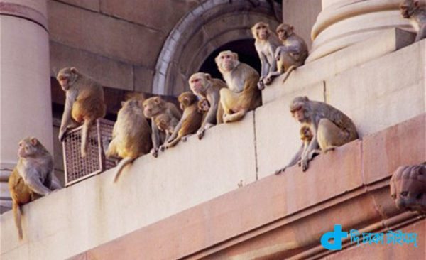 monkeys in India