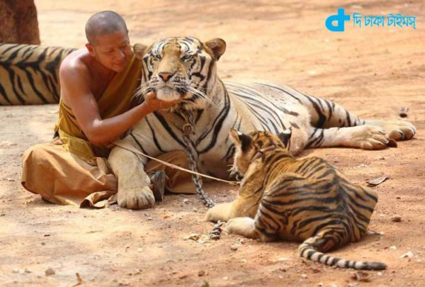 tiger people friendship-4