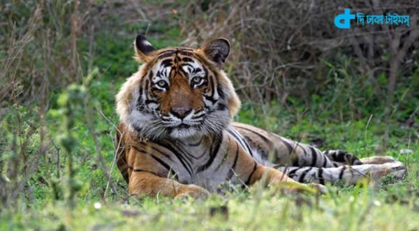 A cannibal 'Ustad' tiger zoo jail