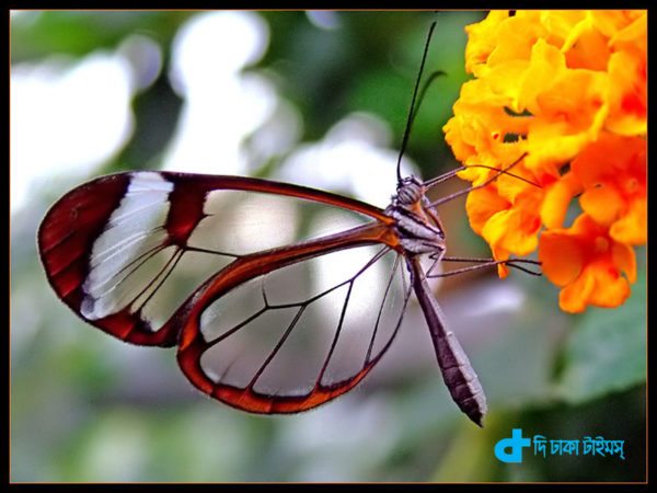 Butterflies and our nature