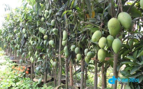 Mango trees and align our nature