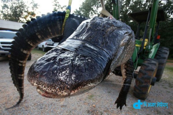 world's biggest crocodile story-2