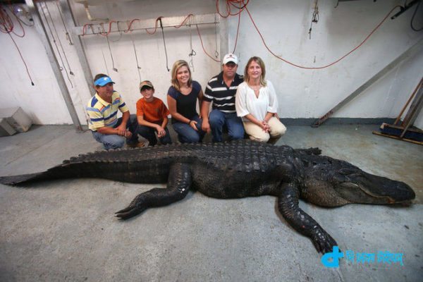 world's biggest crocodile story-4