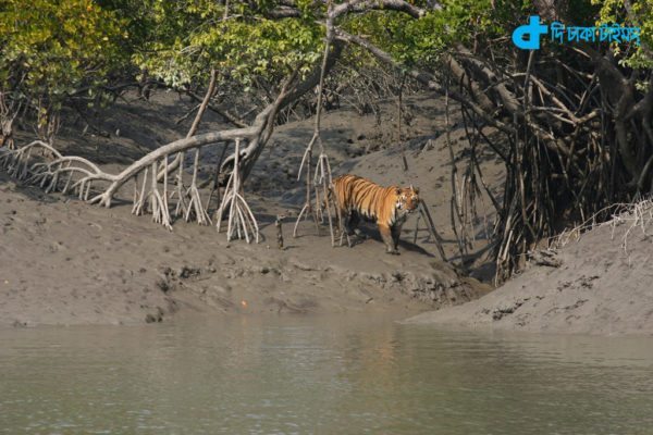 Bengal Tiger & Sundarbans