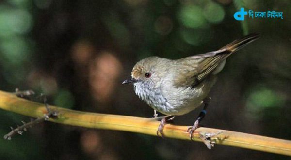 Brown Thornbill bird's-2