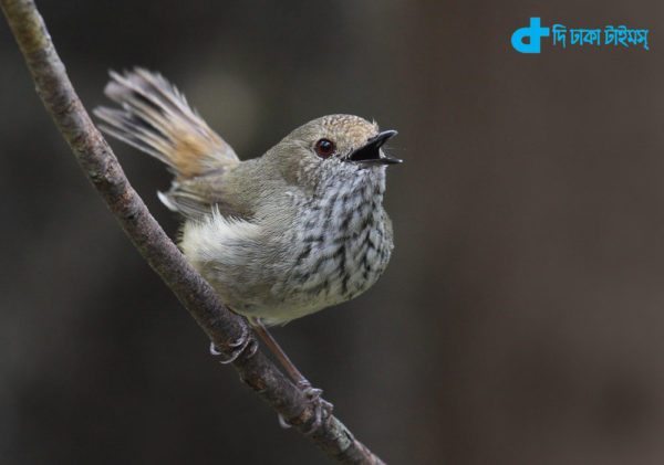 Brown Thornbill bird's