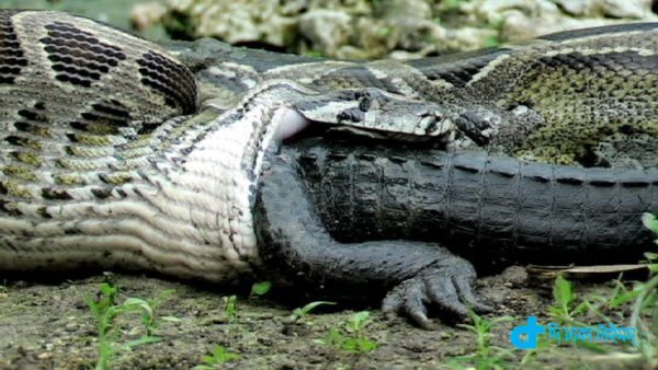 Python swallowed crocodile