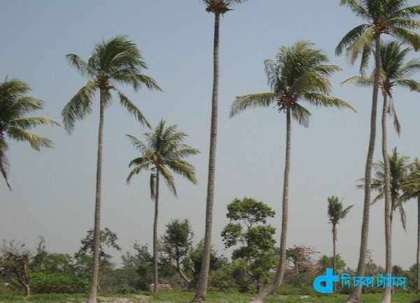 coconut trees