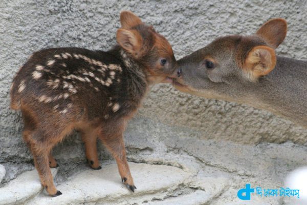 the world's smallest deer-2