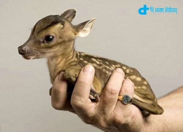 the world's smallest deer