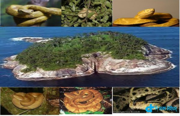 Brazil's horrific tale of a snake island