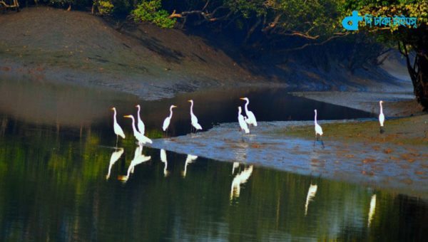 Egret fishing and natural scenes
