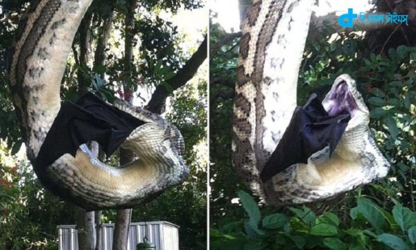 A snake tries to digest a bat while hanging in a tree at a Sunrise Beach home.