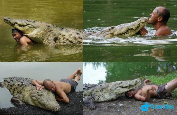 One example of the friendship with crocodiles