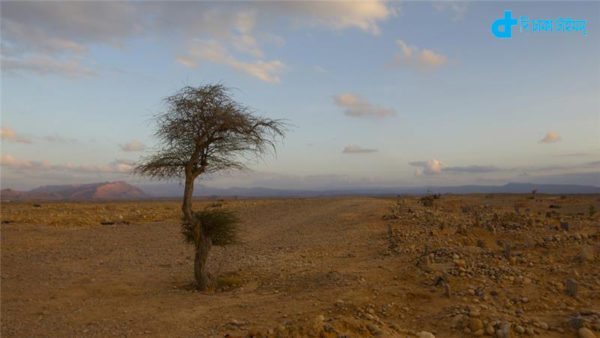 Somalia is one of stories of death Tree