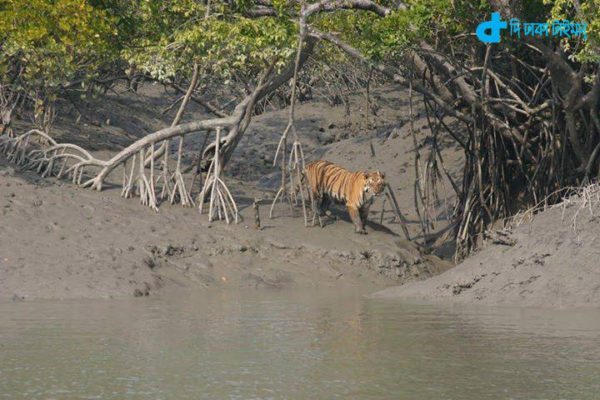 Sundarbans and Royal Bengal Tiger