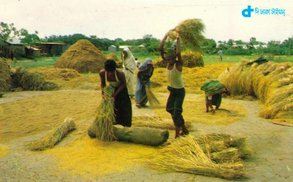 farmers And threshing rice