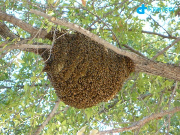 Beehive- a unique view
