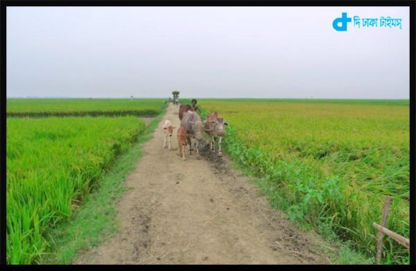 Bengali village and our farmer