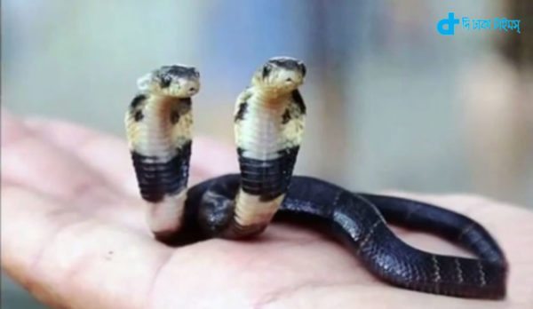 Two-headed Cobra found in China