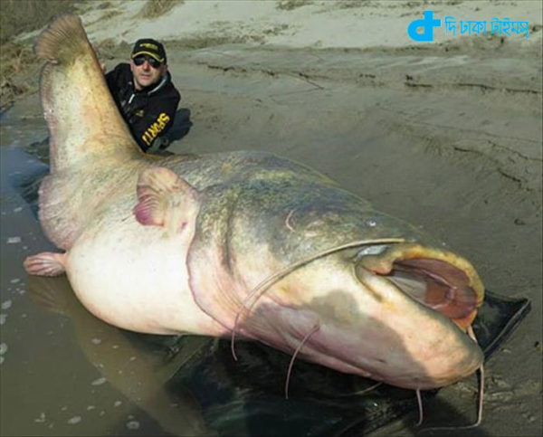 catfishes caught 140 kg