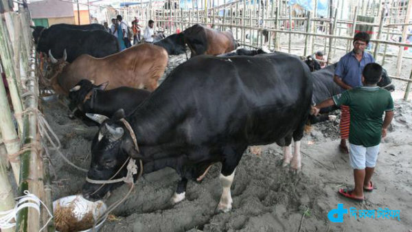 cattle prices Twenty Two Lac