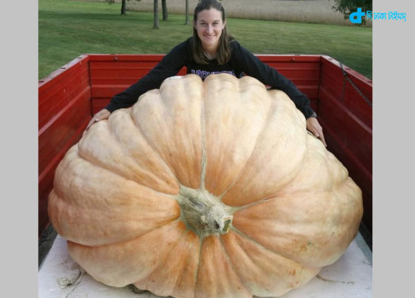 900 kg big pumpkin story-2