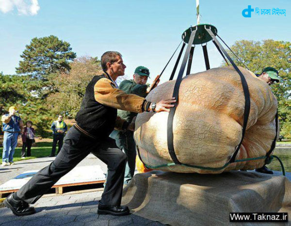 900 kg big pumpkin story-3