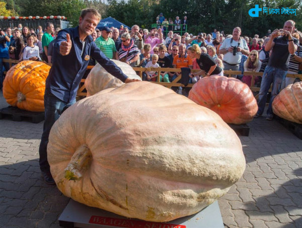 900 kg big pumpkin story
