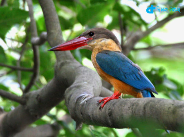 A beautiful bird kingfisher nature