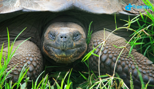 A new species of giant tortoise, look