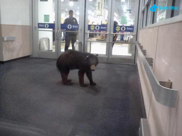 Bear fell into the mall-3
