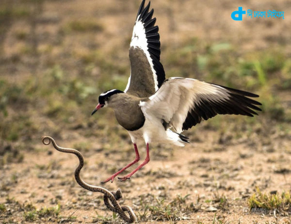Check with a snake fight a bird
