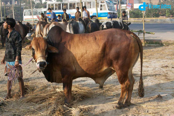 India & Hindus eat beef