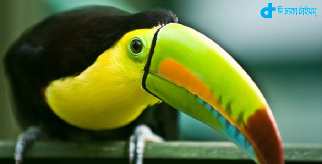 ঠোঁট লম্বা আমেরিকার কাকাতুয়া মেকাও (macaw) 1