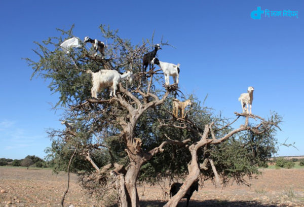 Morocco goats climb trees