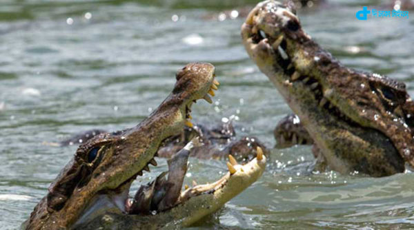 Guard crocodiles