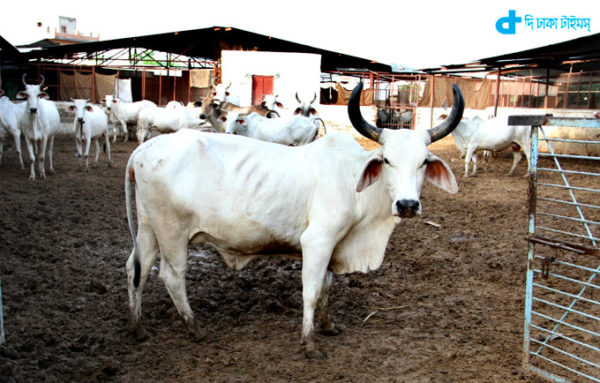 2015 Indian personality 'cow'