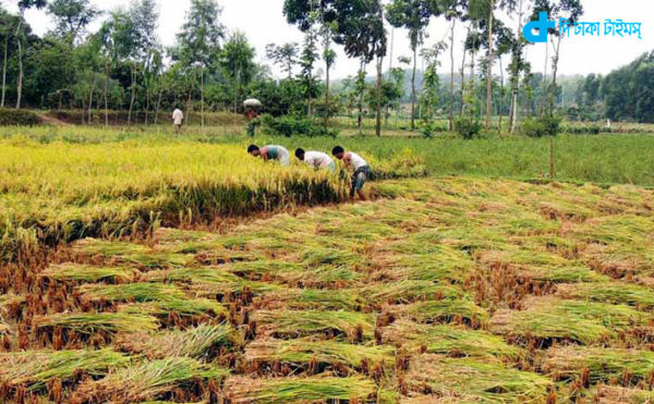 Busy farmers to cut rice