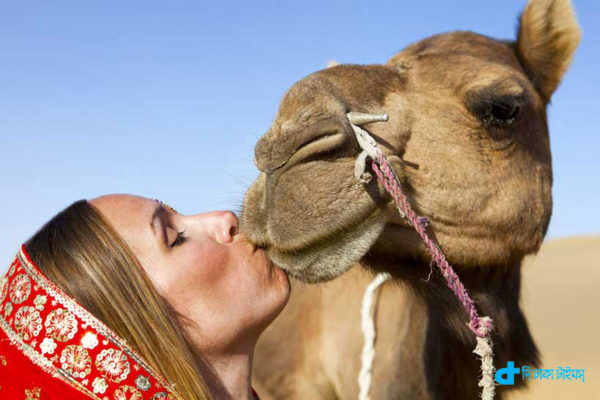 Camel kiss and Saudi housewife