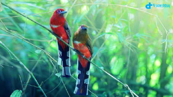 Red-headed Trogon birds