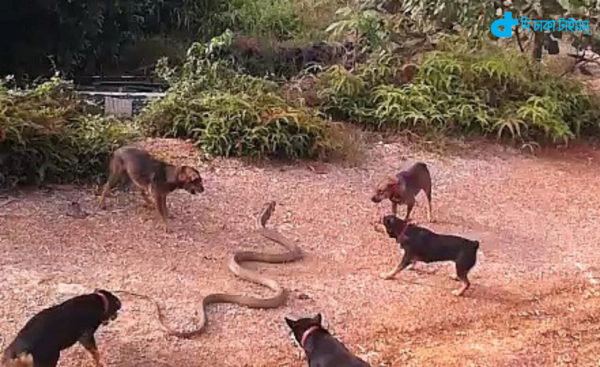 Dog fight with Cobra
