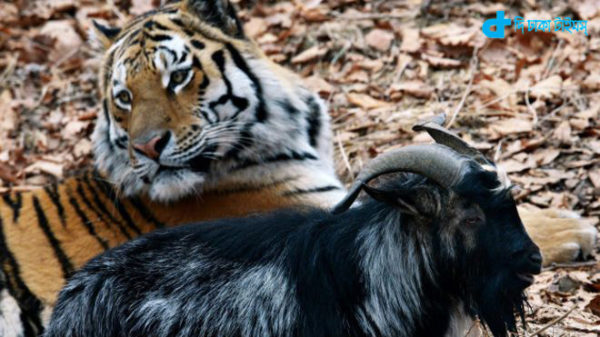 When goat and tiger friend