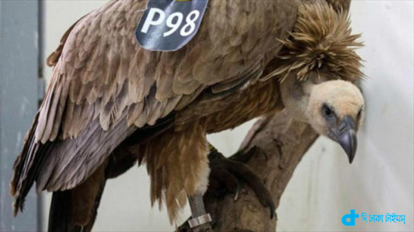 espionage vultures