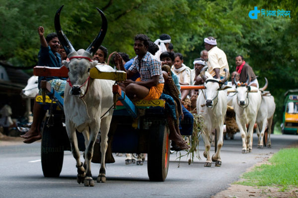 Car Rental 5 thousand cows