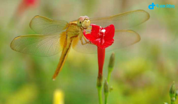 Flowers and grasshoppers