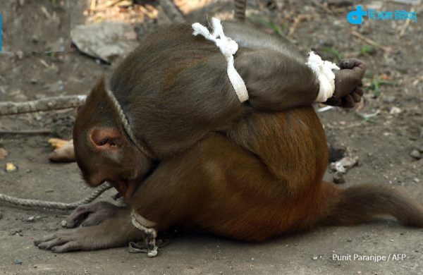 Punishment for stealing monkeys bound