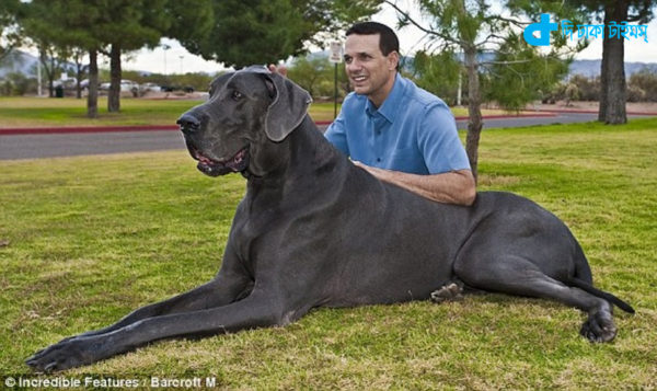 What ever could be such a big dog