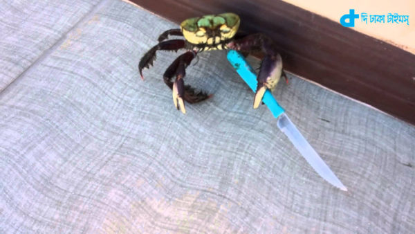 crab,  knife threat